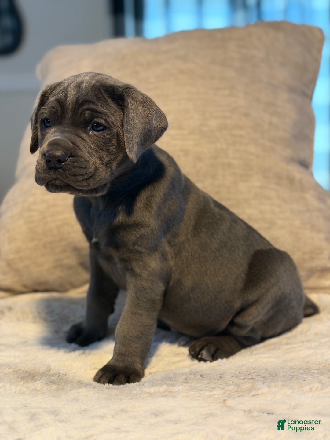 Cane Corso dogs for sale: Brutus - Ad 2