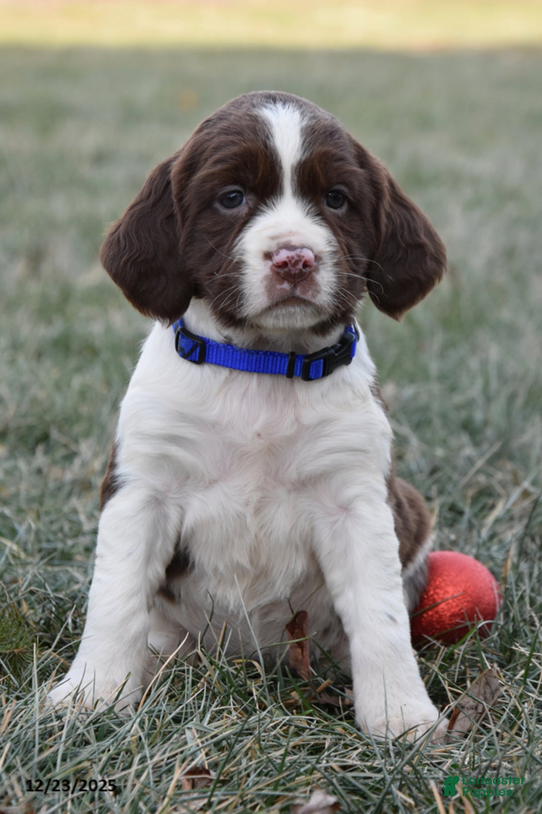 English Springer Spaniel dogs for sale: Mandy - Ad 2