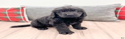 Newfoundland dogs for sale: Dexter - Ad 1