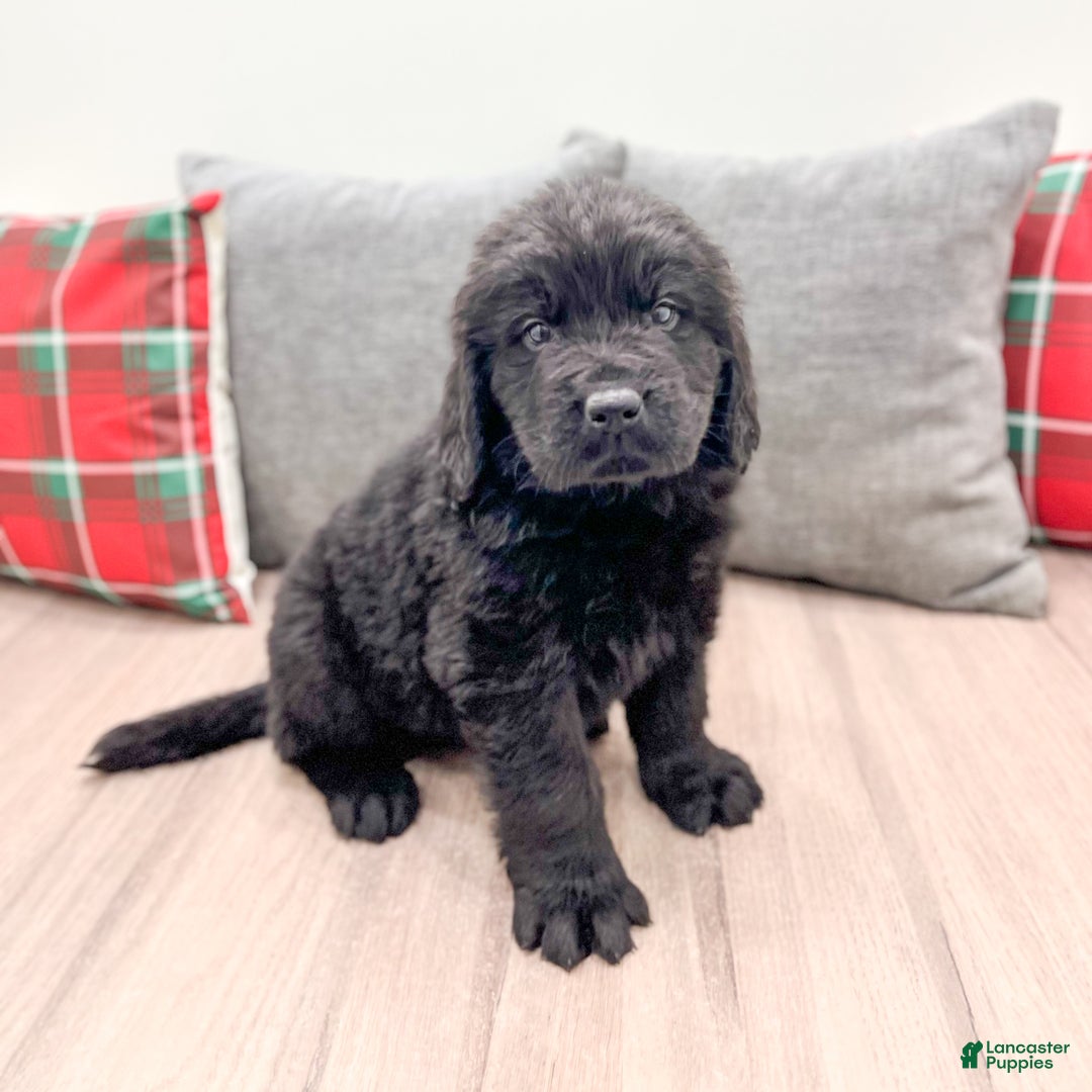 Newfoundland dogs for sale: Dexter - Ad 1