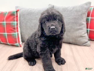 Newfoundland dogs Dexter - Ad 36