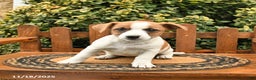 Mixed Breed dogs for sale: Rinty - Ad 3