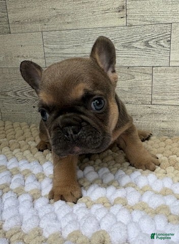 French Bulldog dogs Stella - Ad 1