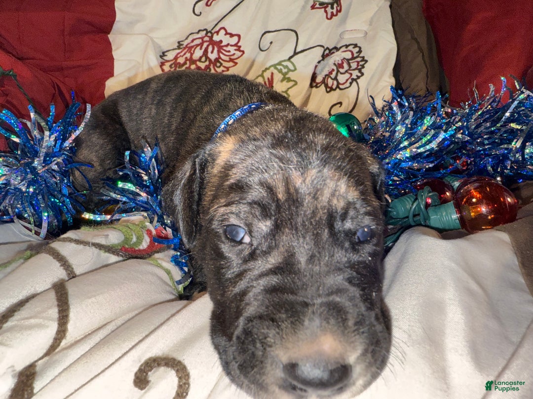 Great Dane dogs for sale: Mylar - Ad 7