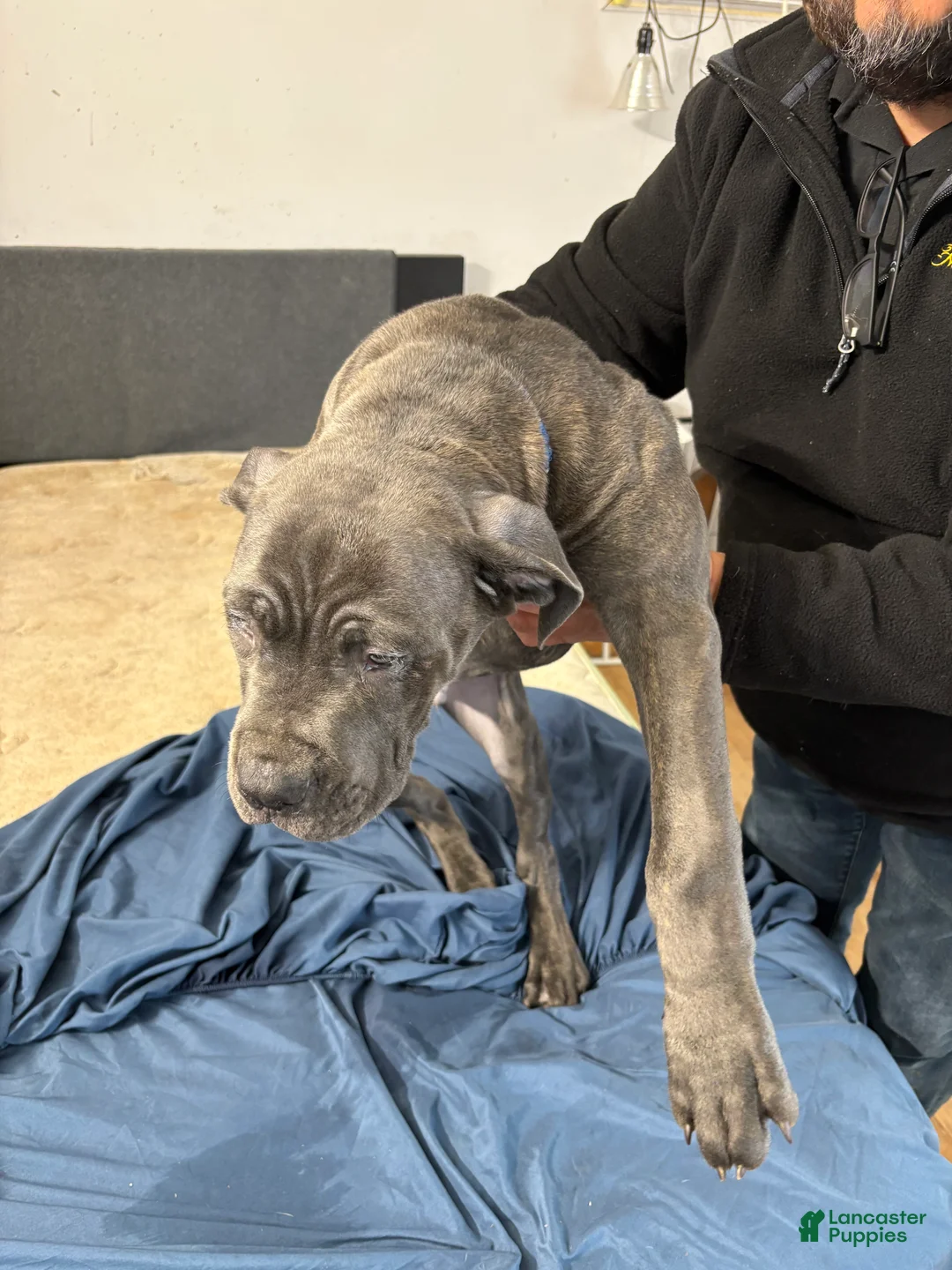 Mixed Breed dogs for sale: Mixed Breed Puppy 2 - Ad 1