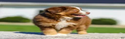 Miniature Australian Shepherd dogs for sale: Hans - Ad 6