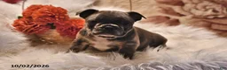 Frenchton dogs for sale: Pepper - Ad 1