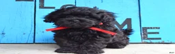 Shihpoo dogs for sale: Scottie - Ad 7