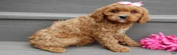Cavapoo dogs for sale: Miley - Ad 3