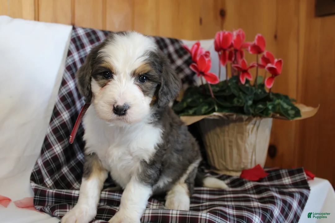 Bernedoodle dogs for sale: Tiger - Ad 5