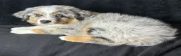 Miniature Australian Shepherd dogs for sale: McFlurry - Ad 3
