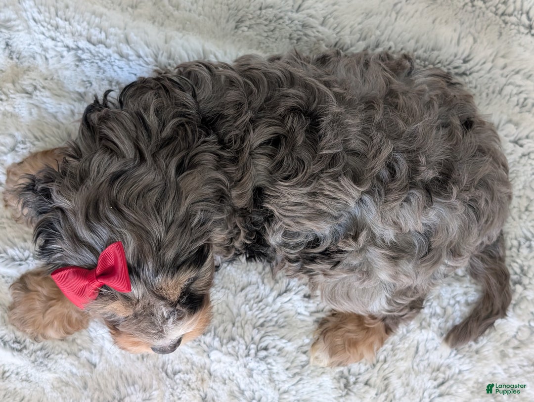 Cavapoo dogs for sale: Nemo - Ad 24