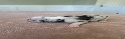 Border Collie dogs for sale: Gus - Ad 3
