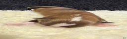 Chihuahua dogs for sale: Chihuahua 2 - Ad 16