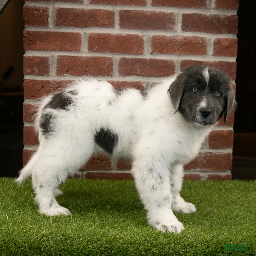 Newfoundland dogs for sale: Dash - Ad 3