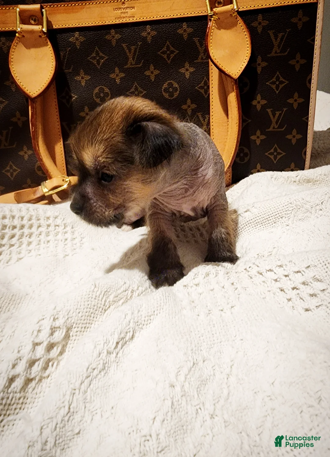 Mixed Breed dogs for sale:  Boss  - Ad 2