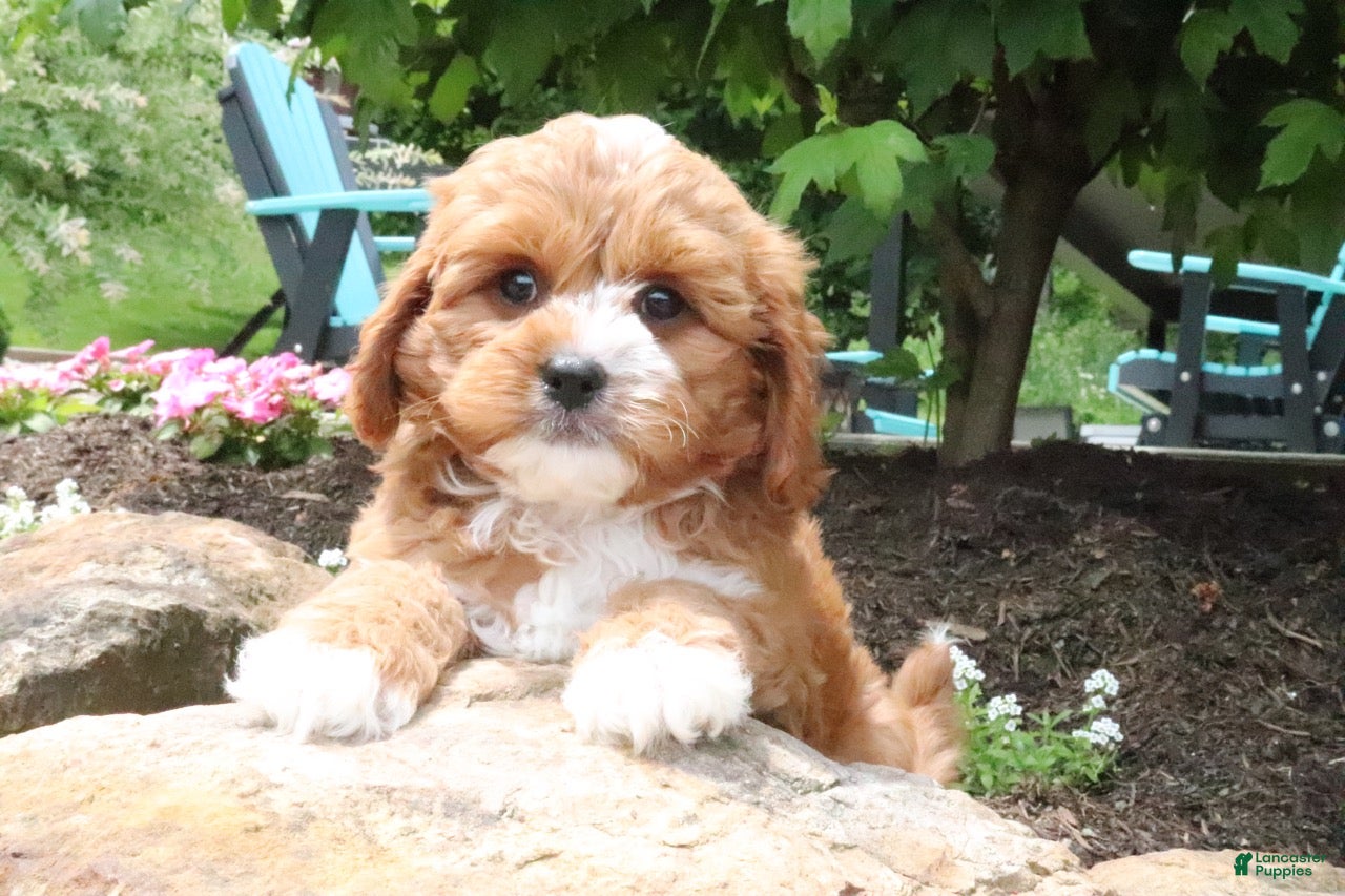 Cavapoo dogs Leo - Ad 2