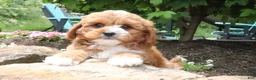 Cavapoo dogs for sale: Leo - Ad 2