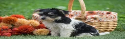 Morkie dogs for sale: Sarah - Ad 8