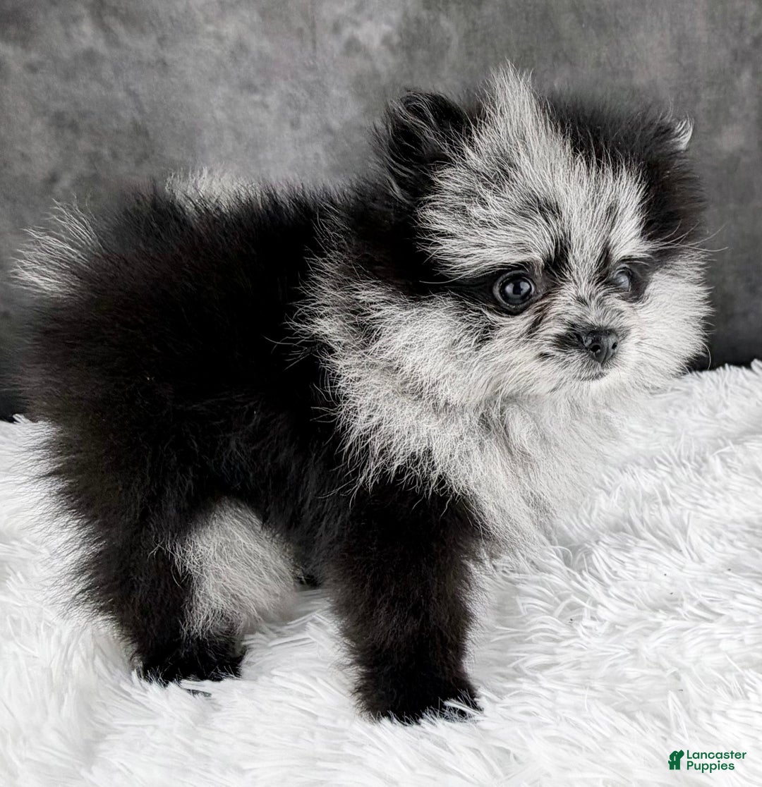 Pomeranian dogs for sale: Noel AKC - Ad 2