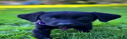 Labrador Retriever dogs for sale: Labrador Retriever 1 - Ad 16
