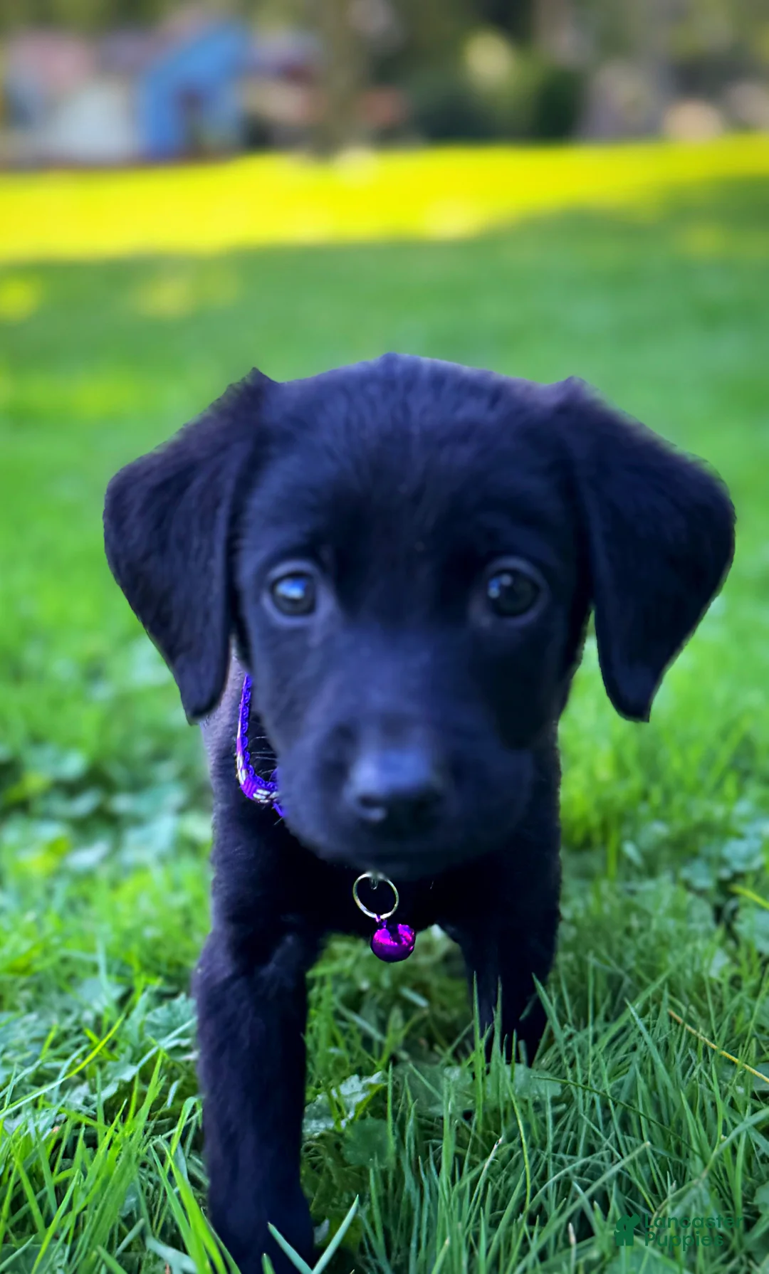Labrador Retriever dogs for sale: Labrador Retriever 1 - Ad 16