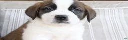 Saint Bernard dogs for sale: Mel  - Ad 3