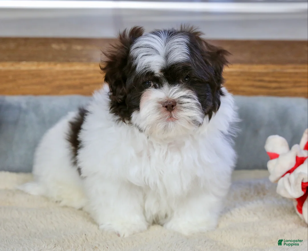 Shihpoo dogs for sale: Briglee - Ad 2