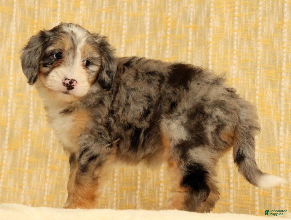 Mini Bernedoodle dogs Paisley - Ad 2