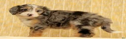 Mini Bernedoodle dogs for sale: Paisley - Ad 2