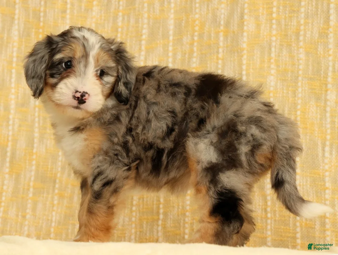 Mini Bernedoodle dogs for sale: Paisley - Ad 2