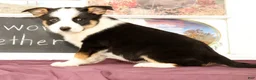 Mixed Breed dogs for sale: Tulip - Ad 5