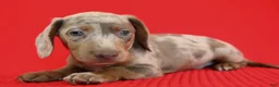 Dachshund dogs for sale: Aries 🪐 - Ad 9