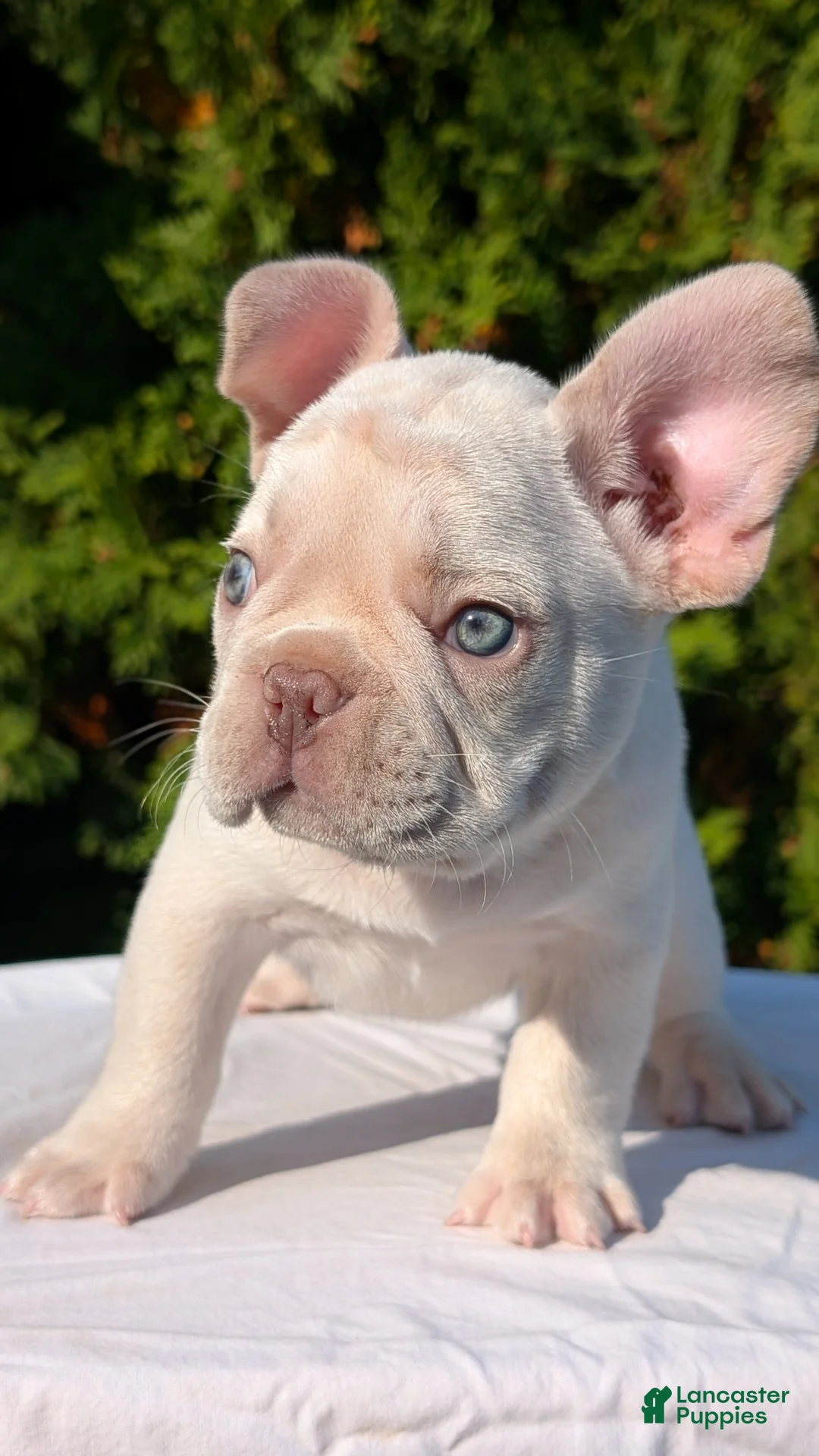 French Bulldog dogs for sale: Lando - Ad 2