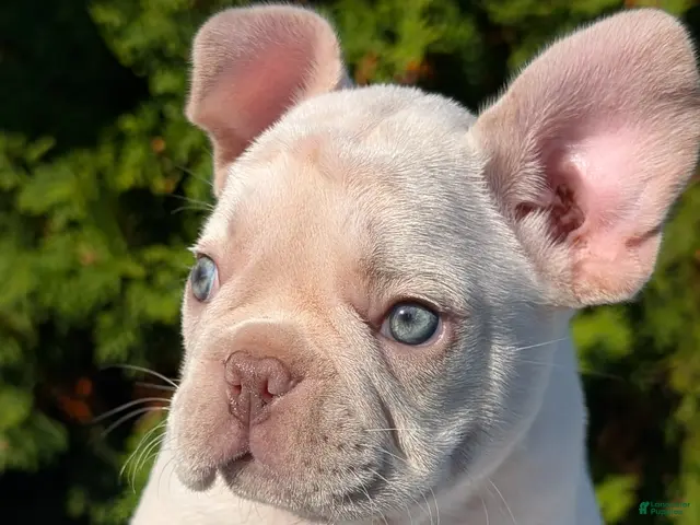 French Bulldog dogs Lando - Ad 2