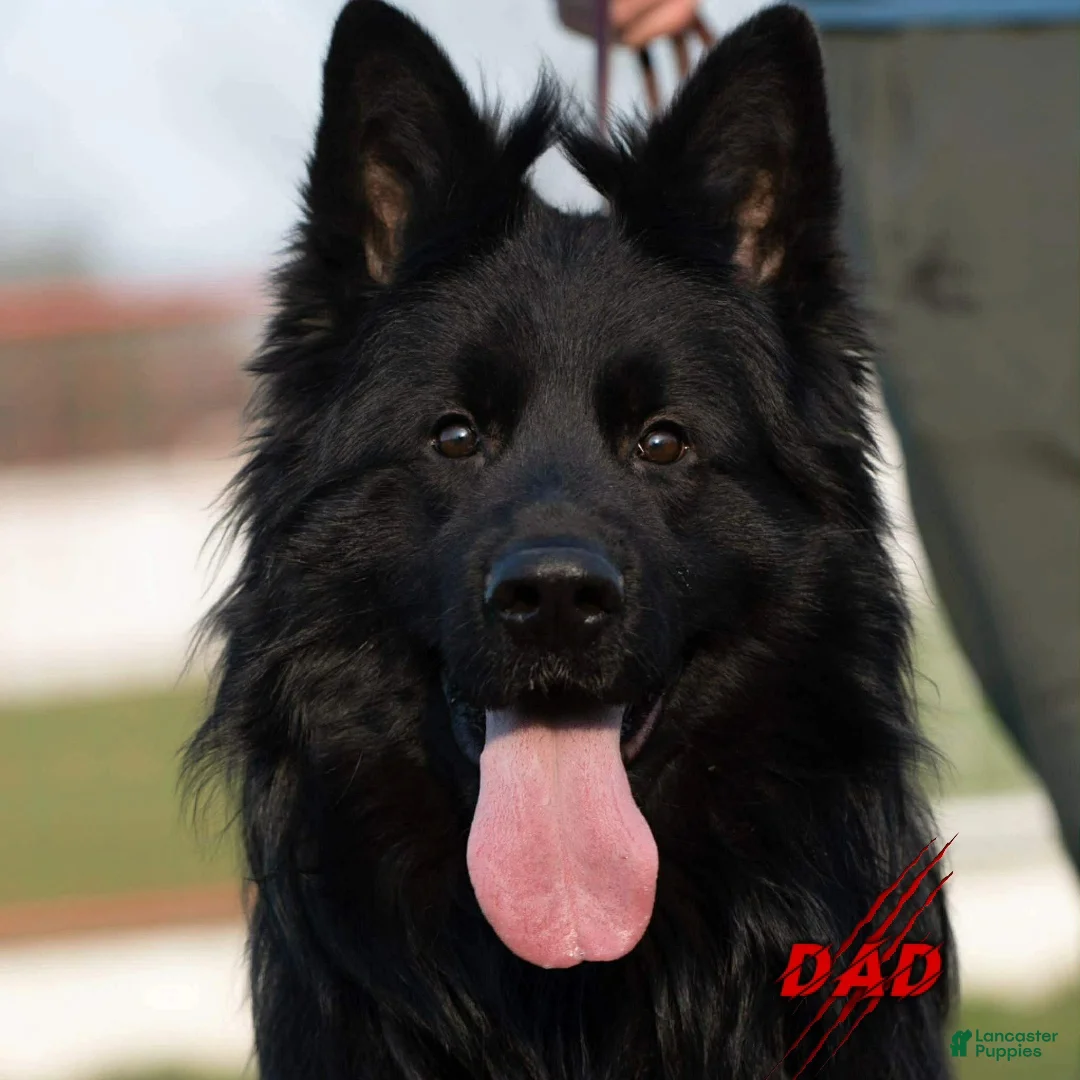 German Shepherd dogs for sale: Solid Black long coat hair Female Light Blue  - Ad 1