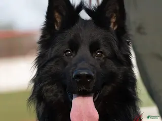 German Shepherd dogs for sale: Solid Black long coat hair Female Light Blue - Ad 3