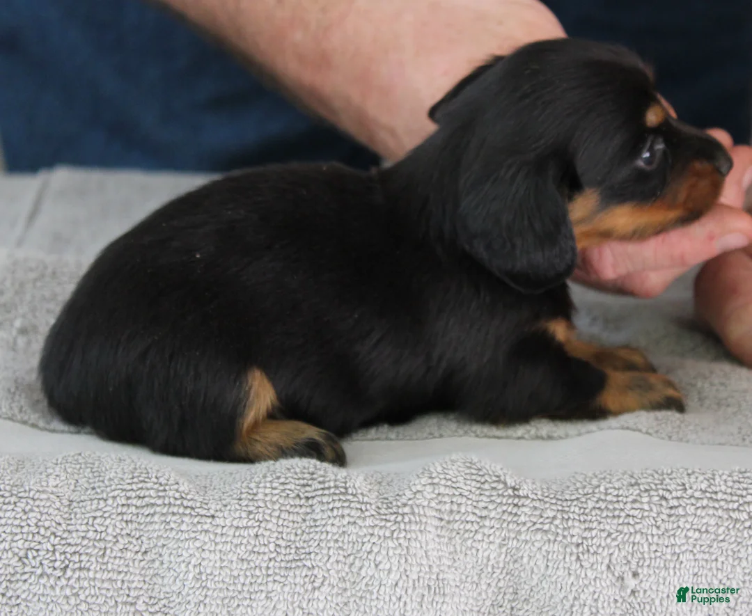 Miniature Dachshund dogs for sale: Moira - Ad 1