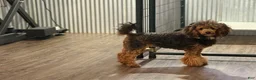Miniature Poodle dogs for sale: Cheese - Ad 4