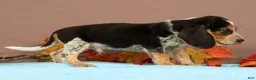 Beagle dogs for sale: Dash - Ad 2