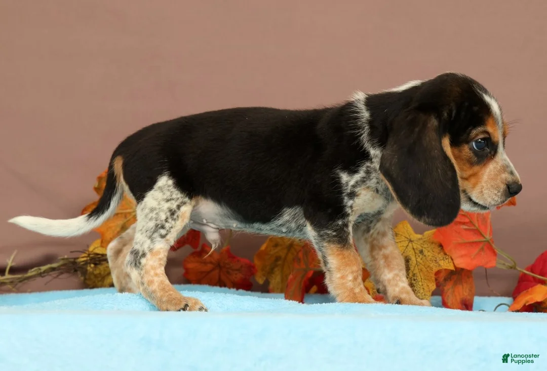 Beagle dogs for sale: Dash - Ad 2