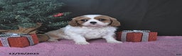 Cavalier King Charles Spaniel dogs for sale: Jenna CHAMPION BLOODLINES - Ad 4