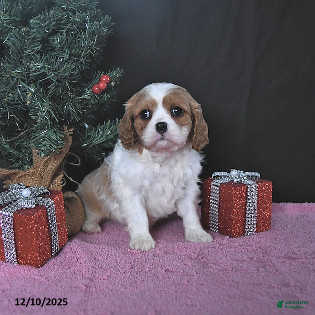 Cavalier King Charles Spaniel dogs for sale: Jenna CHAMPION BLOODLINES - Ad 4