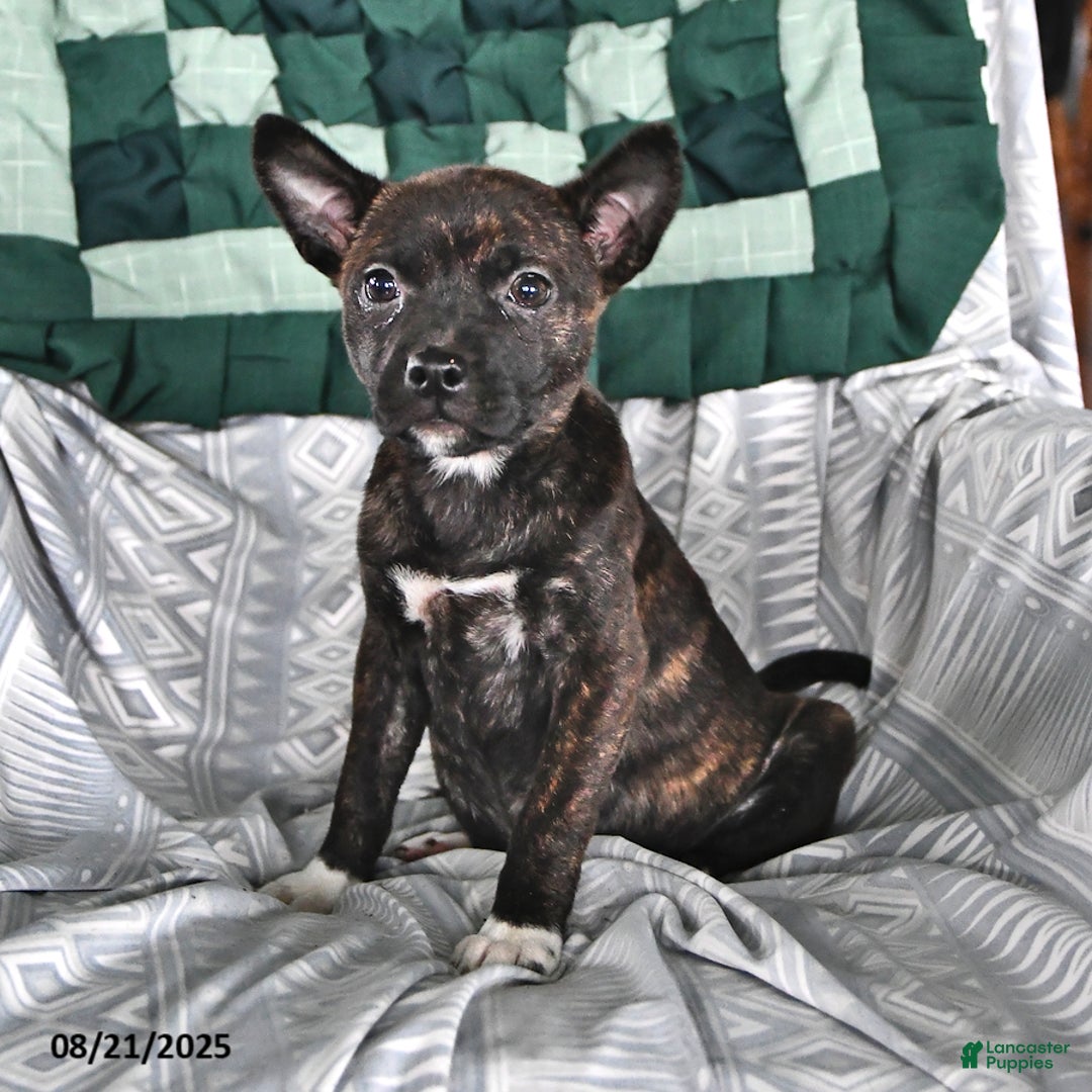 Other breed dogs for sale: Babe - Ad 8