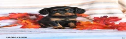 Cavalier King Charles Spaniel dogs for sale: Lane - Ad 1