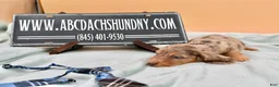 Miniature Dachshund dogs for sale: Miniature Dachshund Puppy 4 - Ad 2