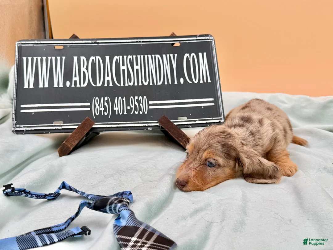 Miniature Dachshund dogs for sale: Miniature Dachshund Puppy 4 - Ad 2