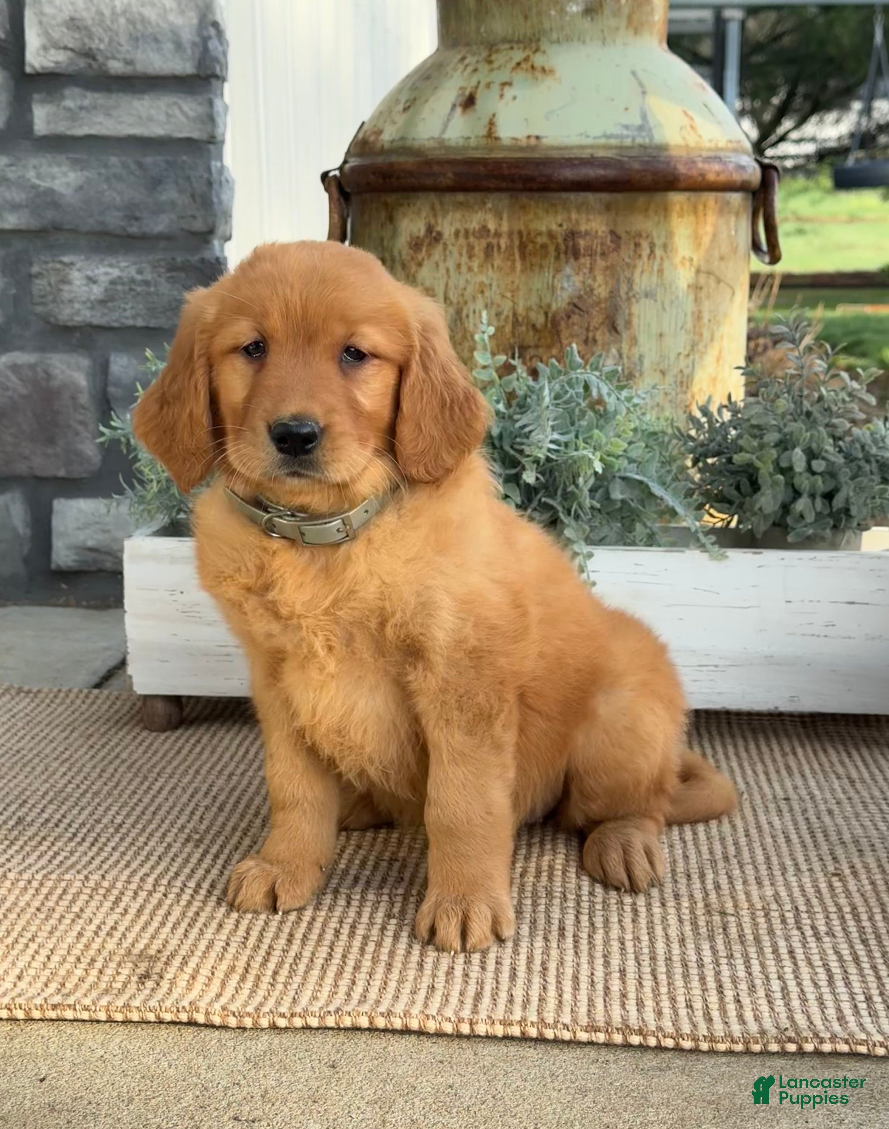 Golden Retriever dogs Wilma - Ad 1