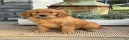 Golden Retriever dogs for sale: Wilma - Ad 1