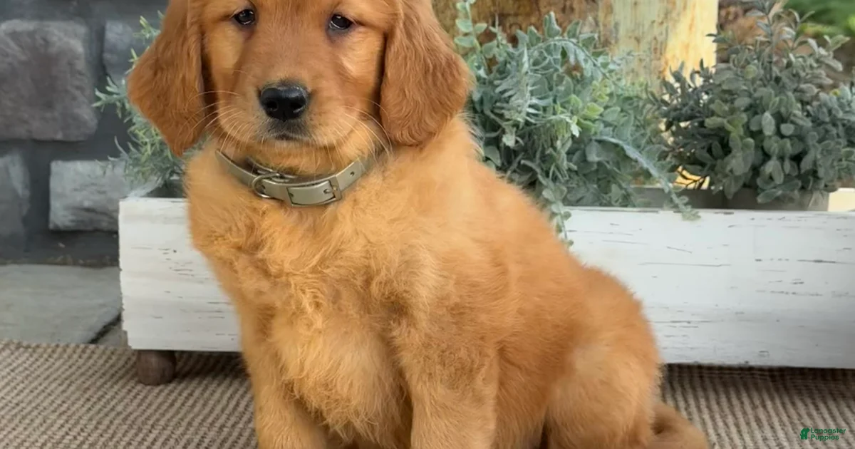 Wilma Golden Retriever for sale in Quarryville | Lancaster Puppies